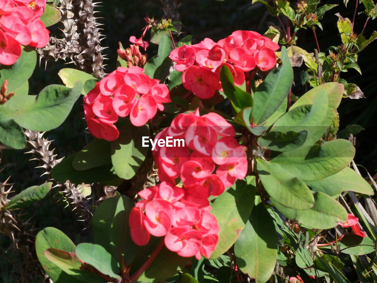 CLOSE-UP OF PINK FLOWERS BLOOMING IN PLANT