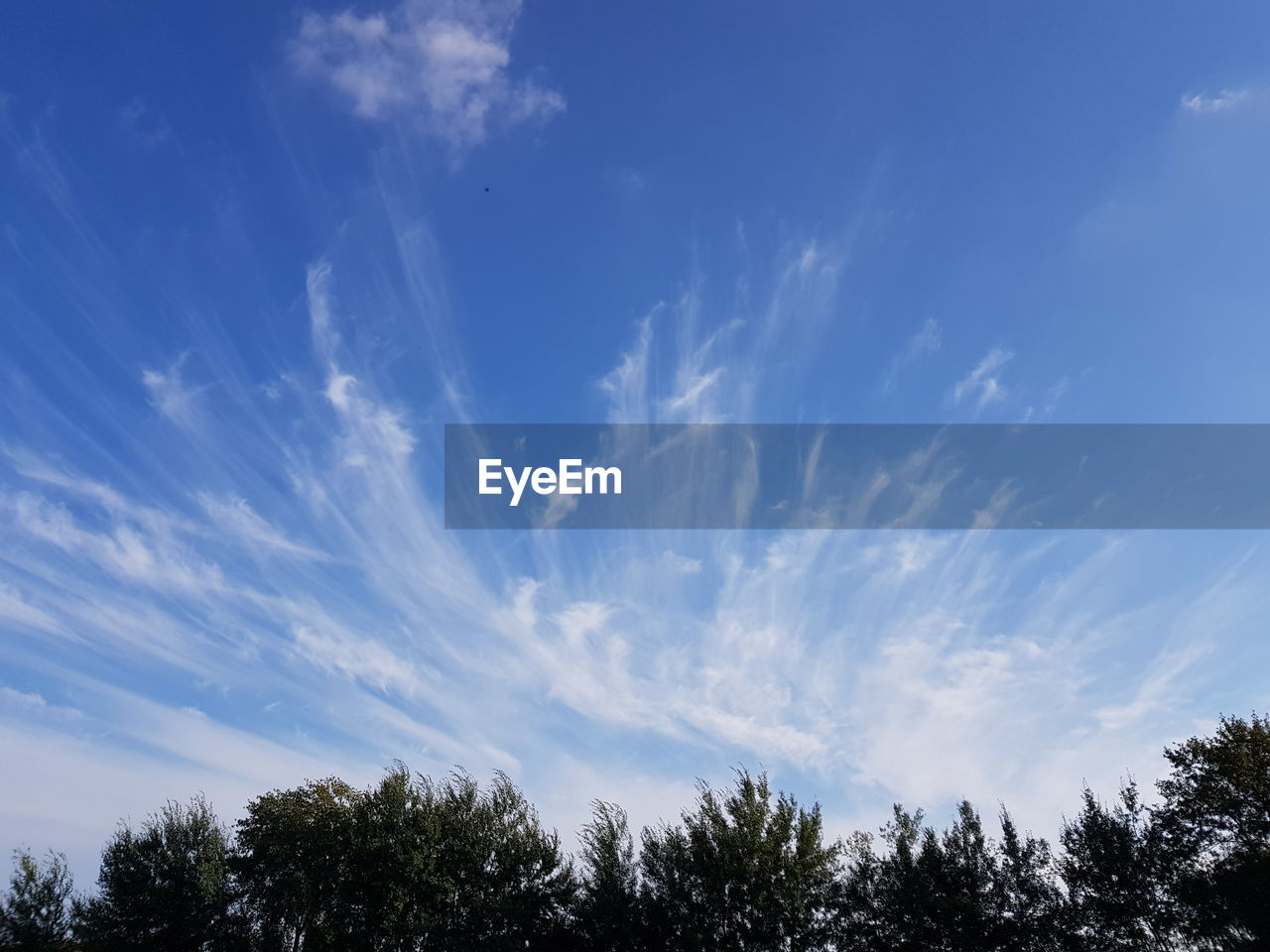 LOW ANGLE VIEW OF SILHOUETTE TREES AGAINST BLUE SKY