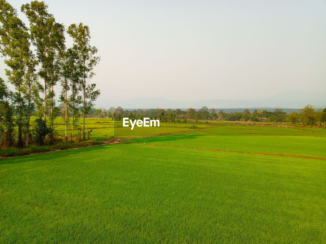 Scenic view of field against clear sky