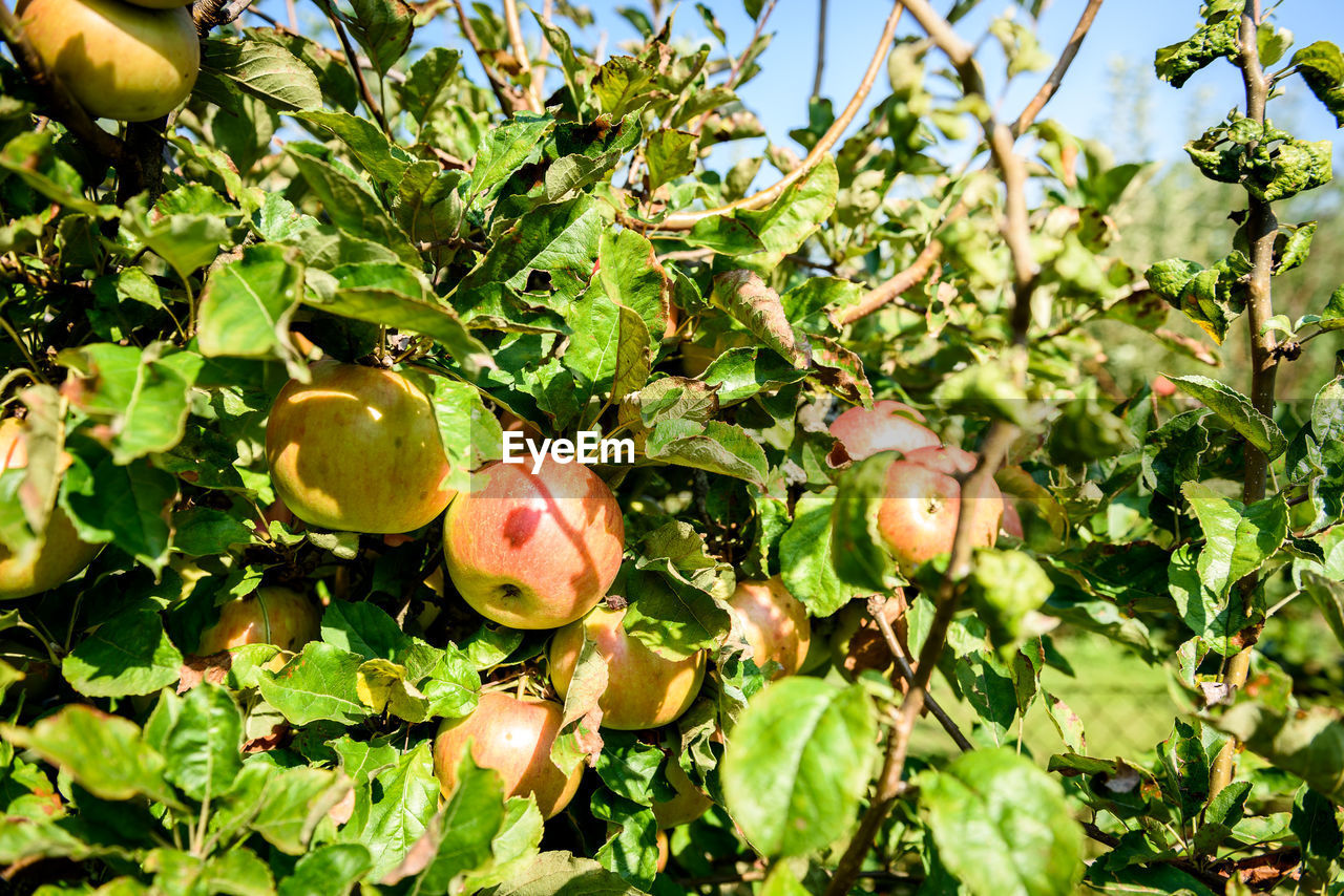 APPLES ON TREE