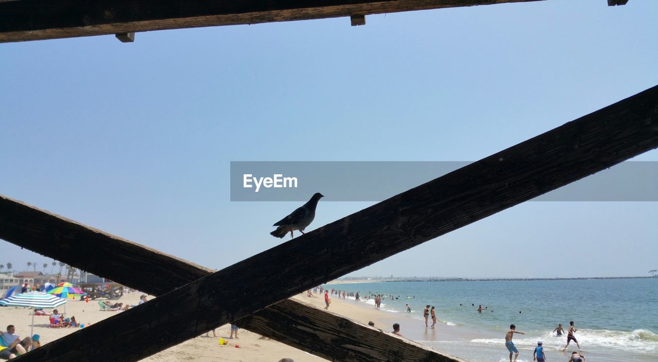 Birds perching on beach pier against clear sky