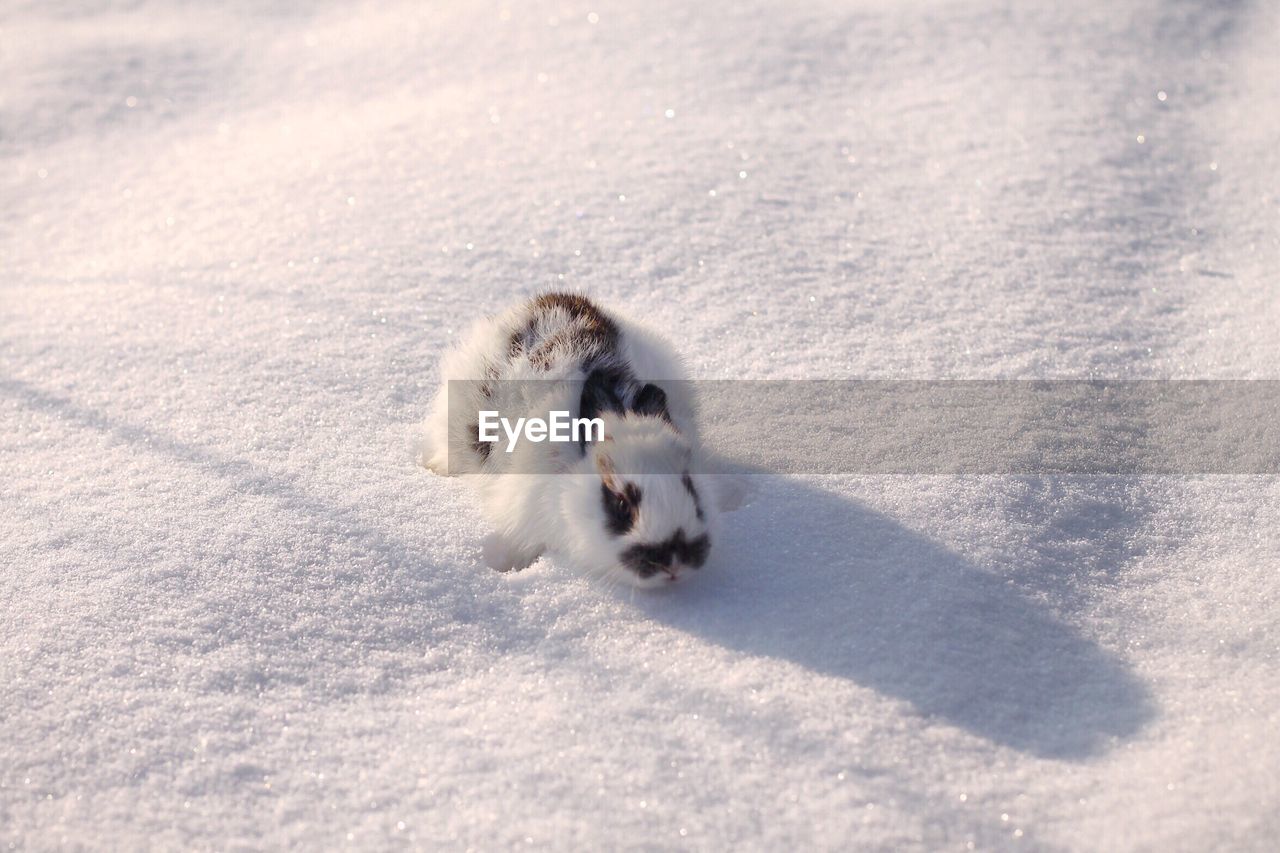 High angle view of snowshoe hare on field