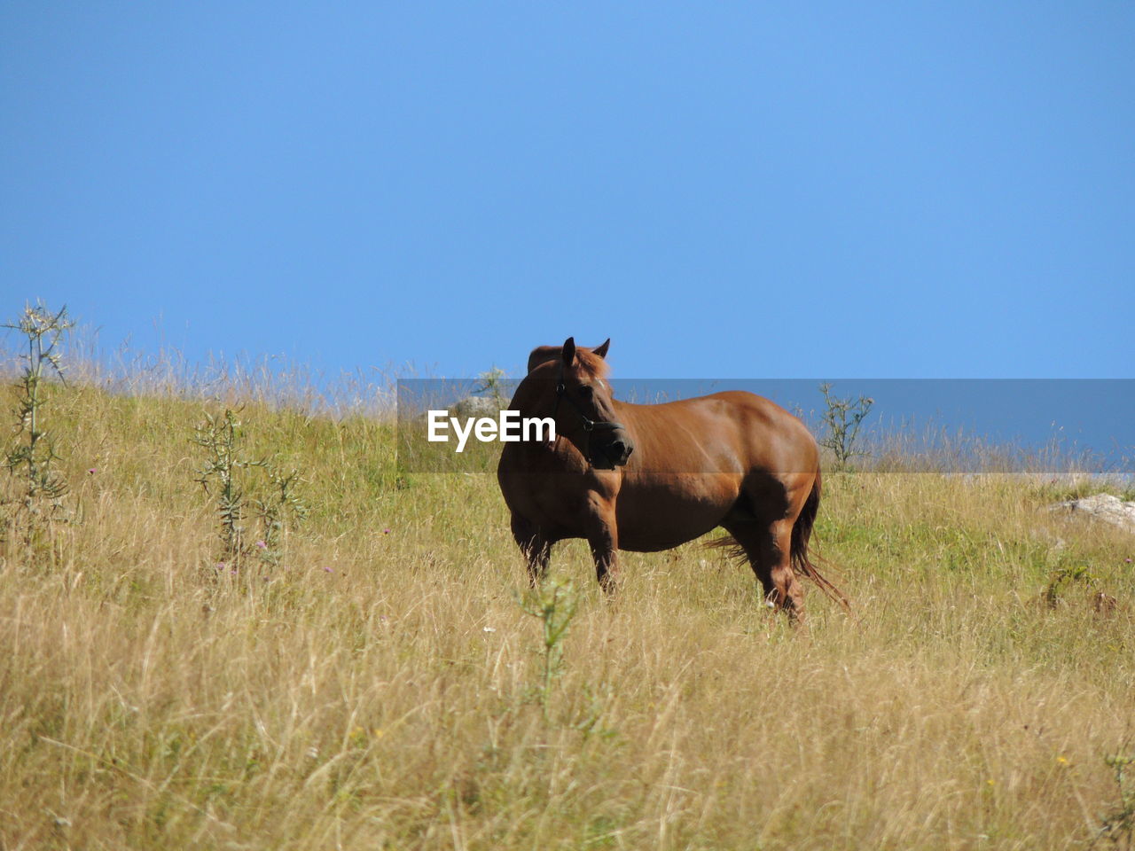 HORSES IN A FIELD