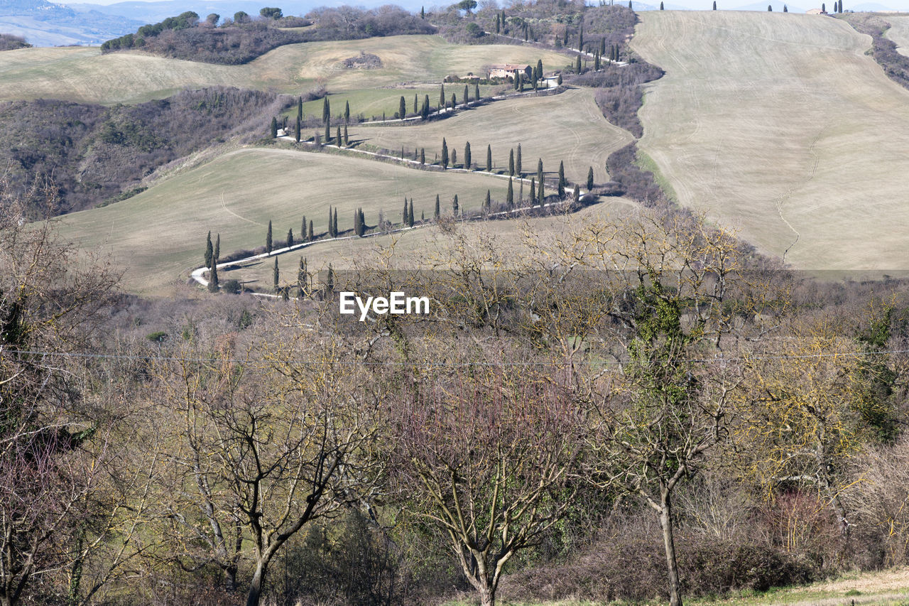 HIGH ANGLE VIEW OF TREES ON LANDSCAPE