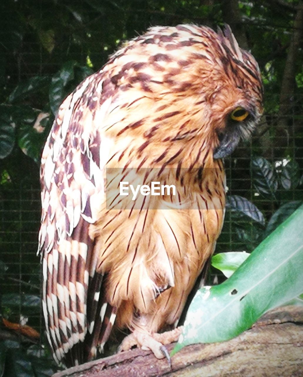 CLOSE-UP OF OWL