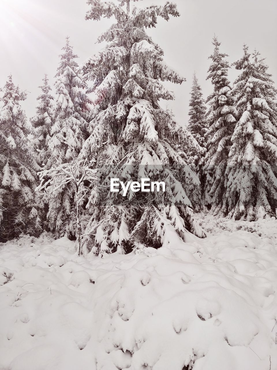 Snow covered pine trees in forest during winter