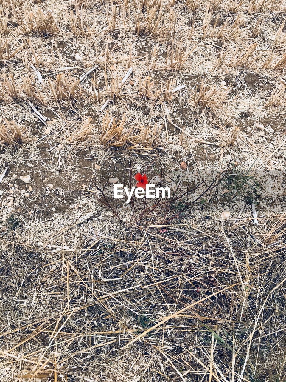 HIGH ANGLE VIEW OF BIRDS ON LAND