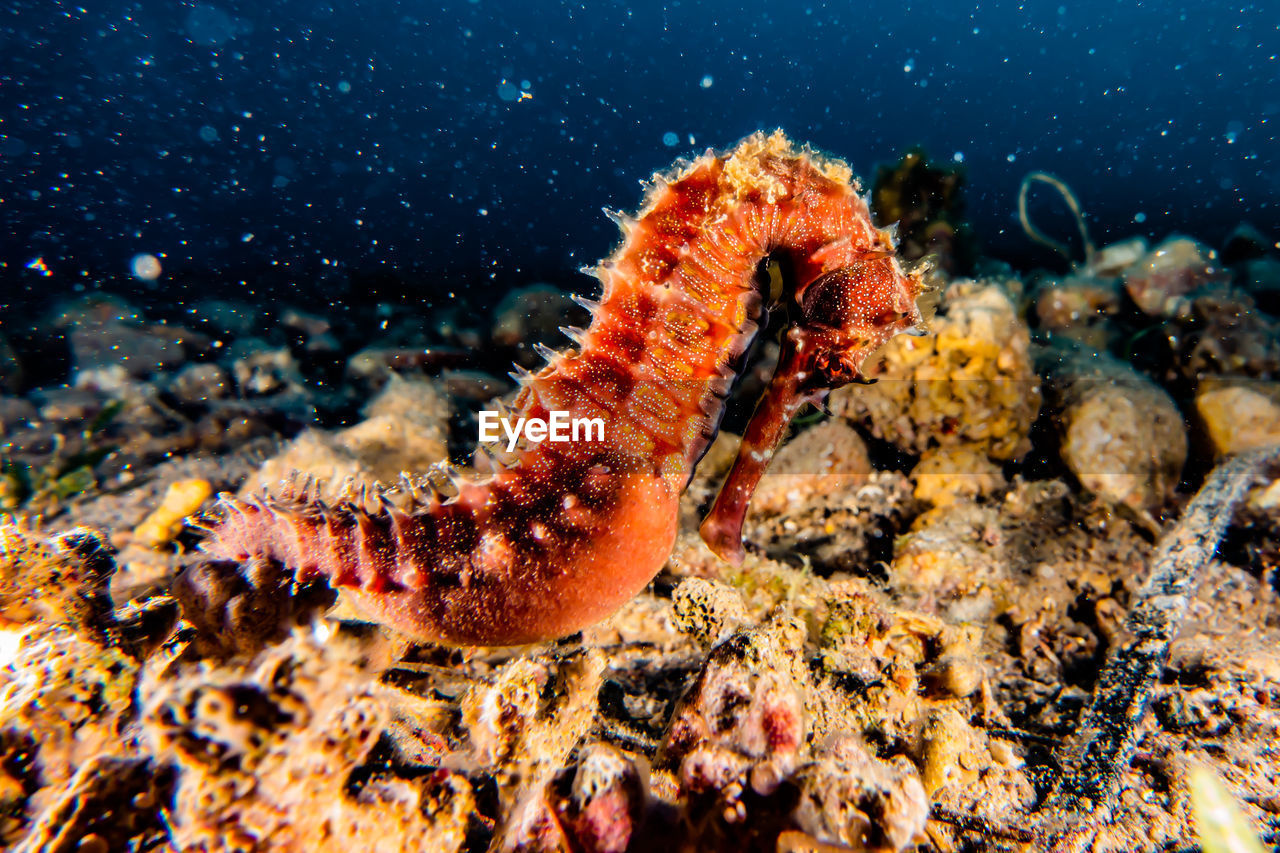 Sea horse in the red sea colorful and beautiful ae