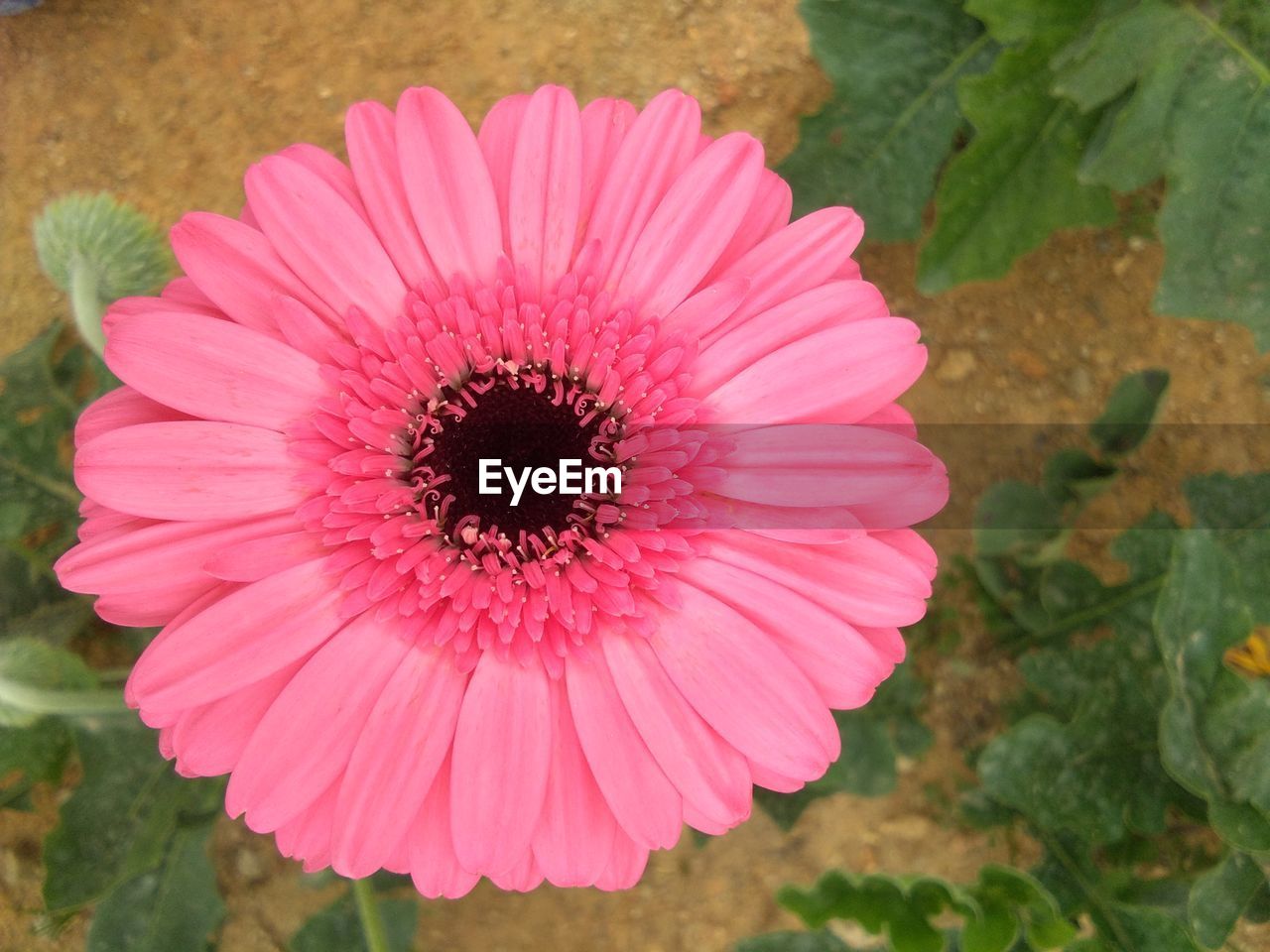 CLOSE-UP OF PINK GERBERA DAISY ON PLANT