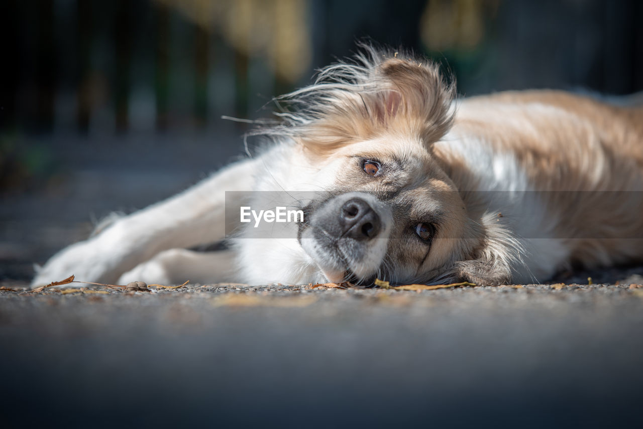 Portrait of dog lying on street