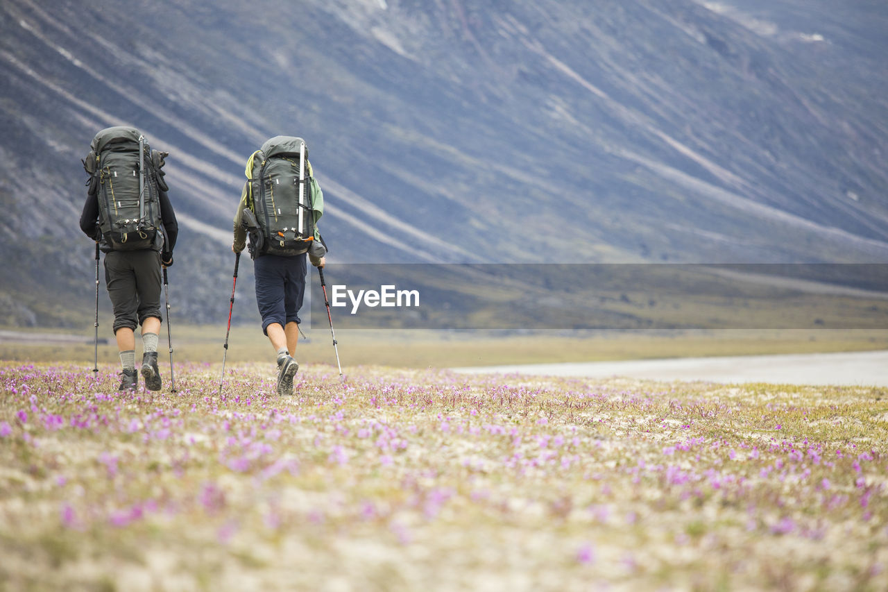 Rear view of two backpackers hiking through wildflower meadow.