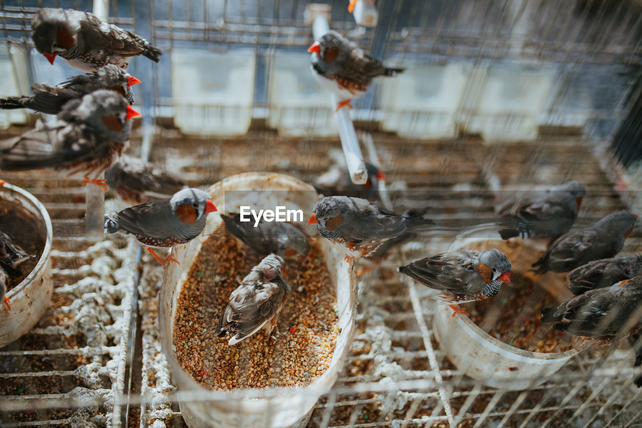 Birds perching in cage