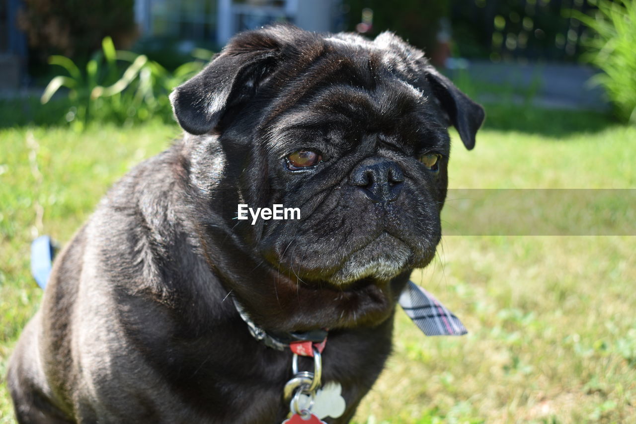 CLOSE-UP OF A DOG