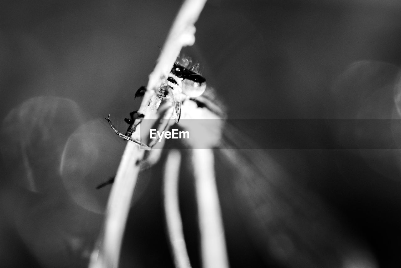 close-up, black, white, black and white, music, musical instrument, macro photography, monochrome, arts culture and entertainment, monochrome photography, string instrument, darkness, light, musical equipment, selective focus, guitar, focus on foreground, indoors, one person