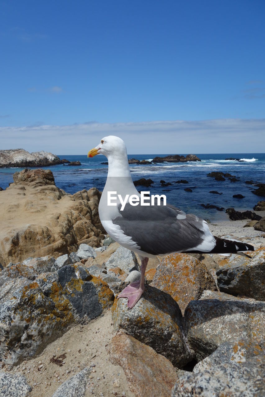 SEAGULL PERCHING ON ROCK