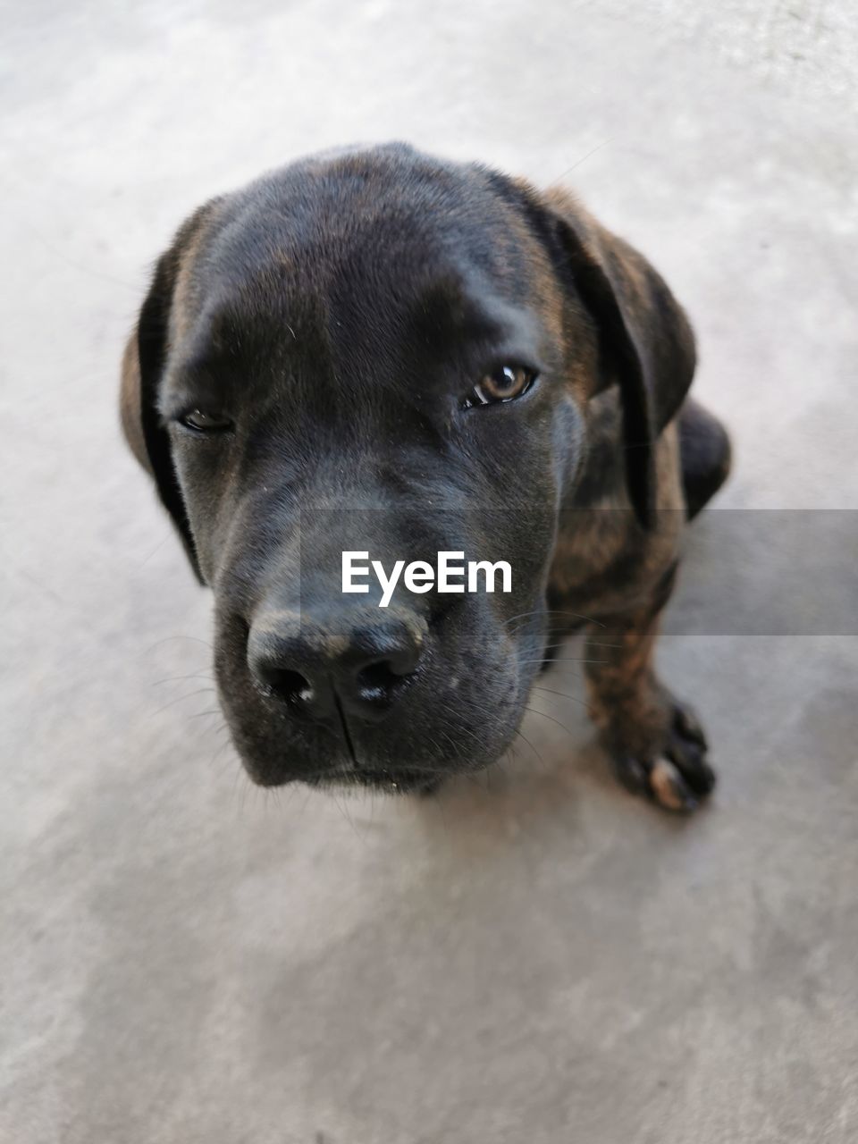one animal, animal themes, animal, pet, dog, mammal, canine, domestic animals, puppy, portrait, no people, high angle view, looking at camera, day, carnivore, animal body part