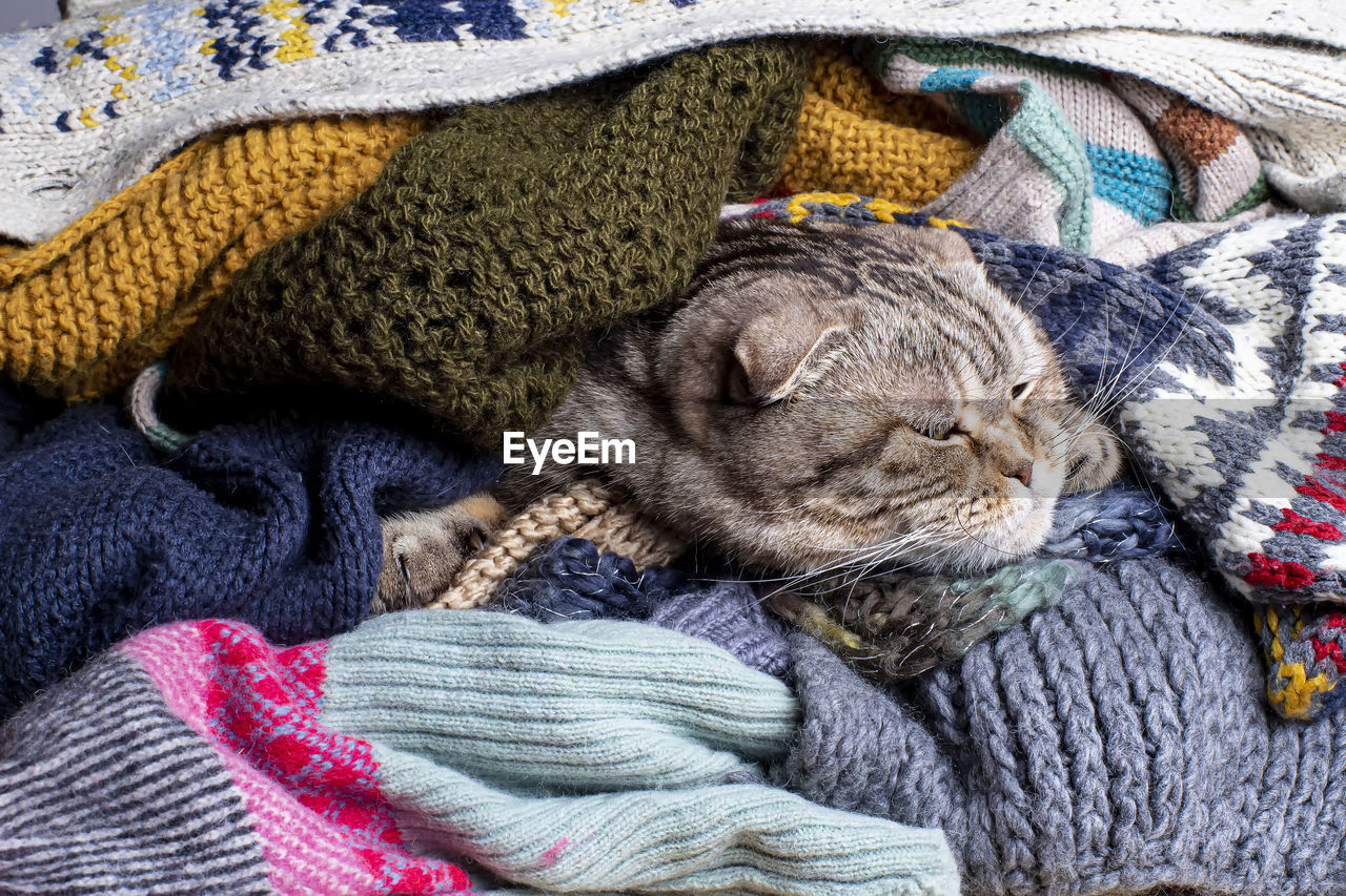CLOSE-UP OF A CAT SLEEPING ON BLANKET