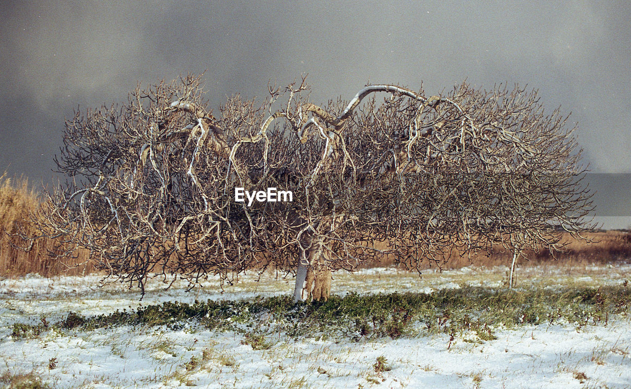 VIEW OF BARE TREE ON FIELD AGAINST SKY