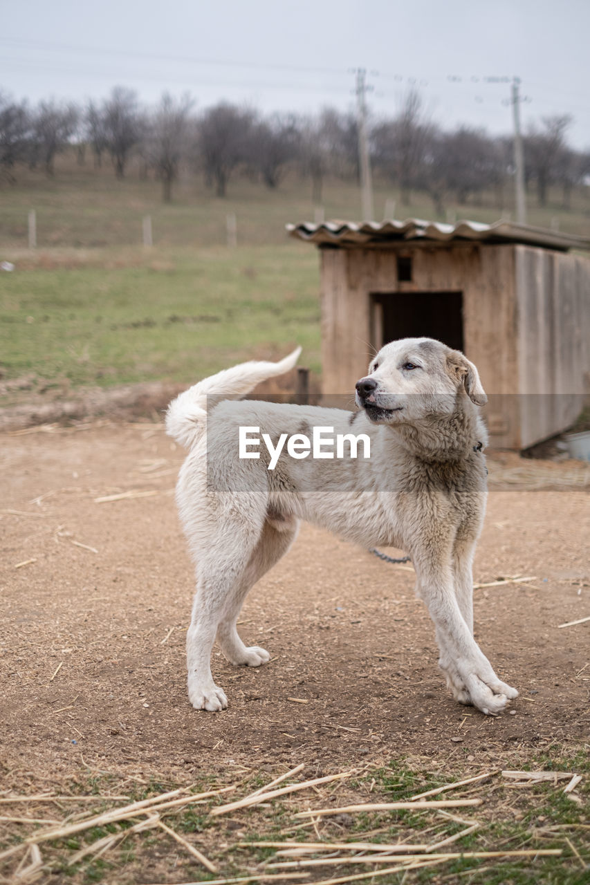 dogs running on field