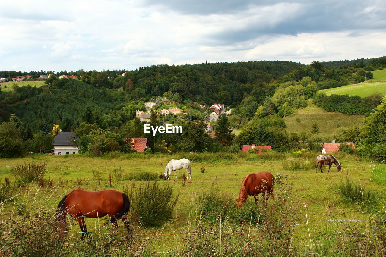 VIEW OF SHEEP GRAZING IN THE LANDSCAPE