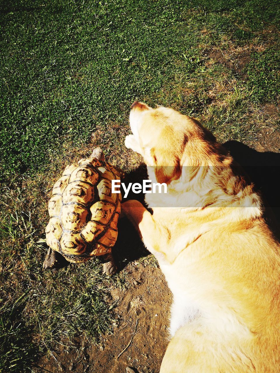 HIGH ANGLE VIEW OF DOG PLAYING ON LAND