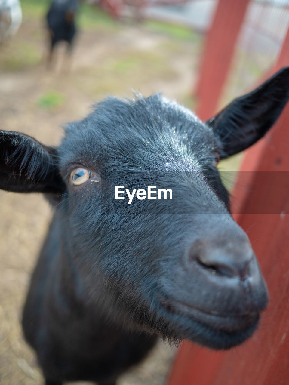 Close-up portrait of black goat