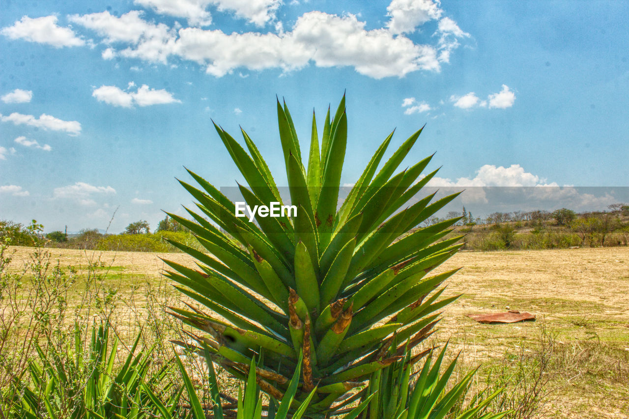 PLANTS GROWING ON FIELD