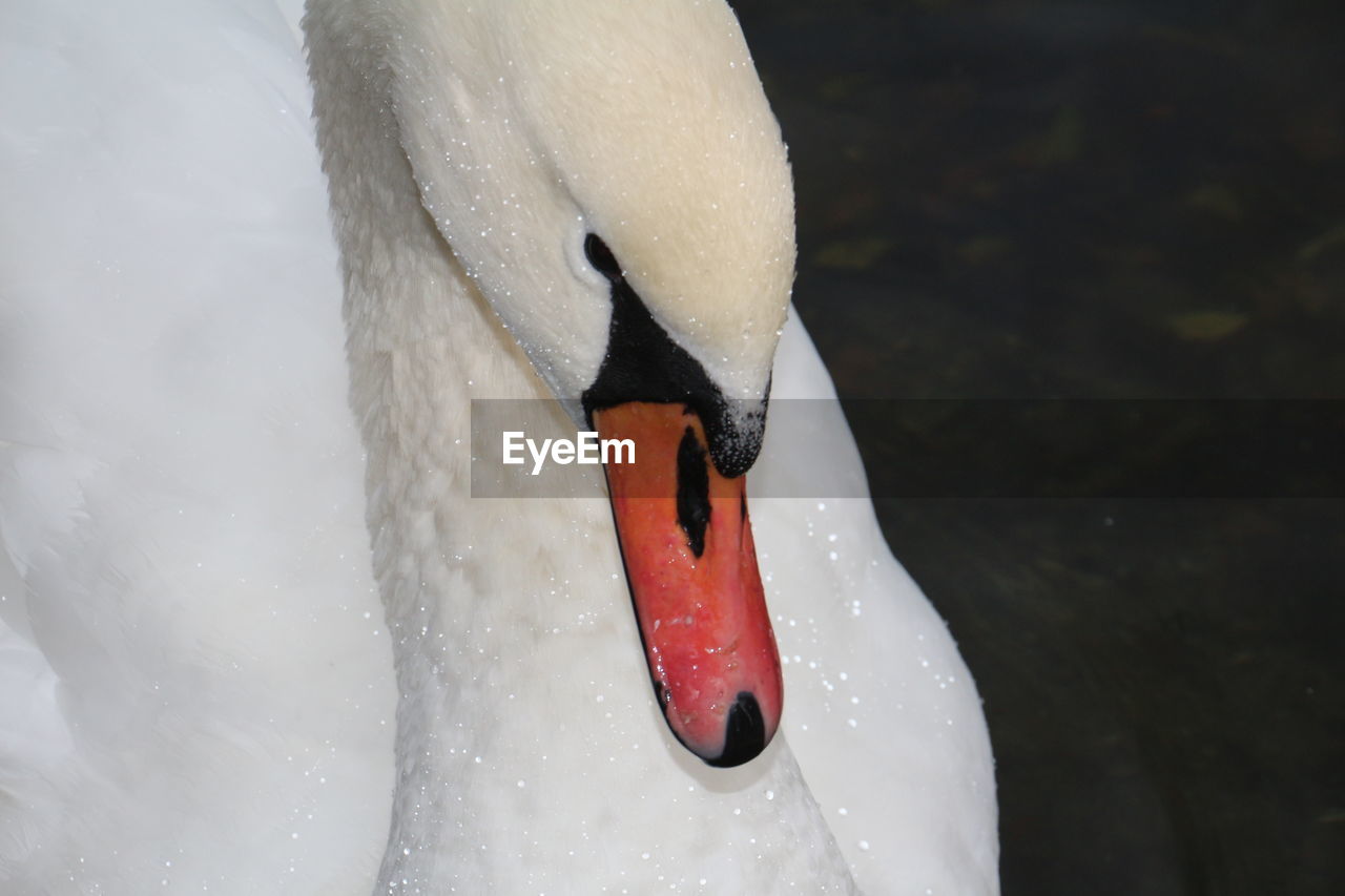 SWAN SWIMMING IN LAKE