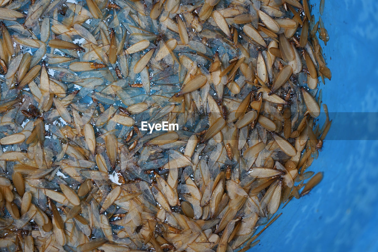 HIGH ANGLE VIEW OF FISH FOR SALE AT MARKET