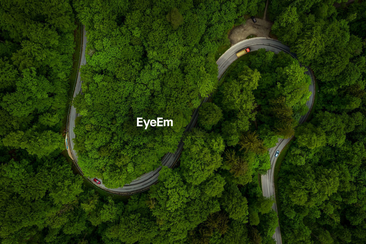 HIGH ANGLE VIEW OF PLANTS GROWING ON LAND