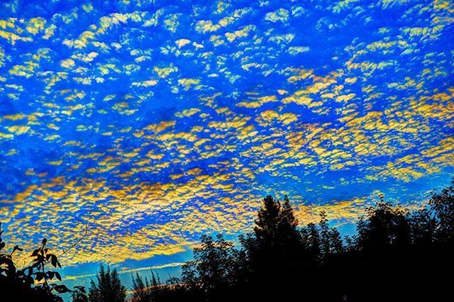 SILHOUETTE OF TREES AT SUNSET