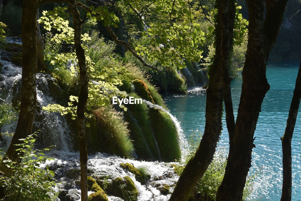 TREES GROWING BY RIVER IN FOREST