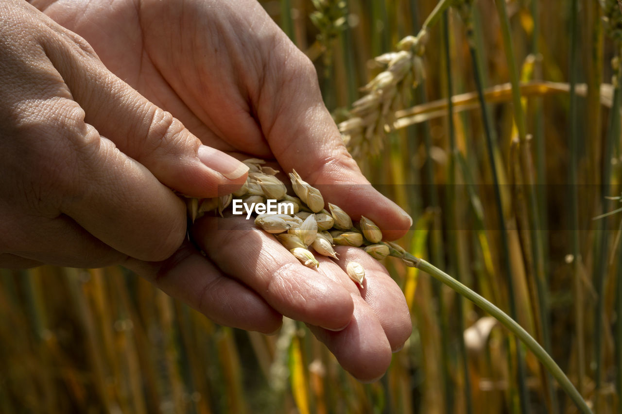 Cropped hands picking buds