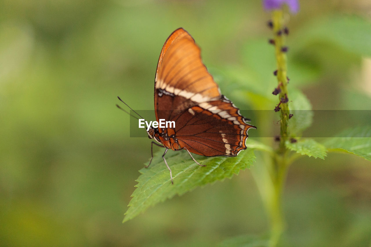 BUTTERFLY ON A LEAF