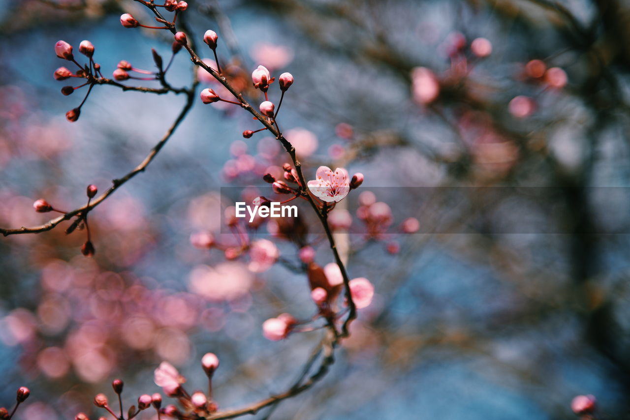 Close-up of cherry blossoms in spring