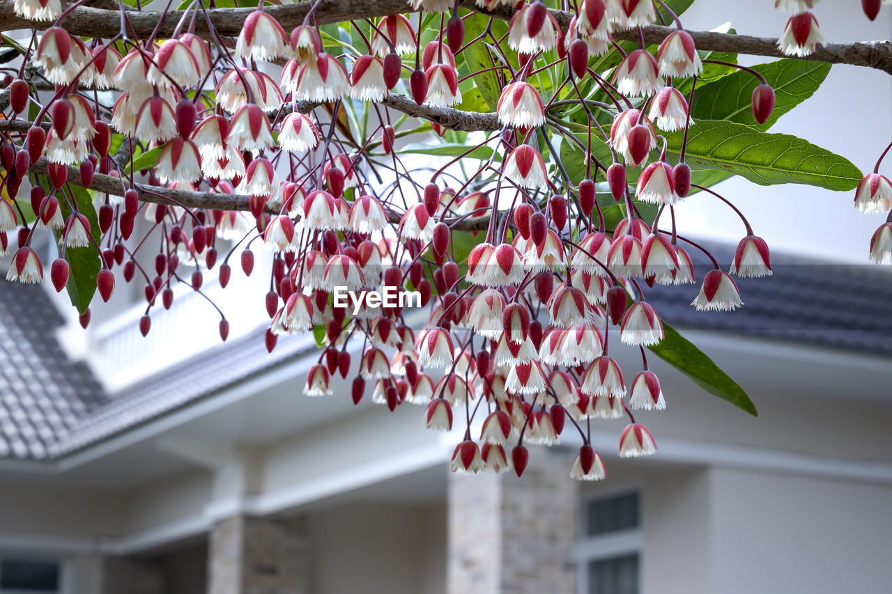 LOW ANGLE VIEW OF PINK FLOWERING PLANTS AGAINST BUILDING