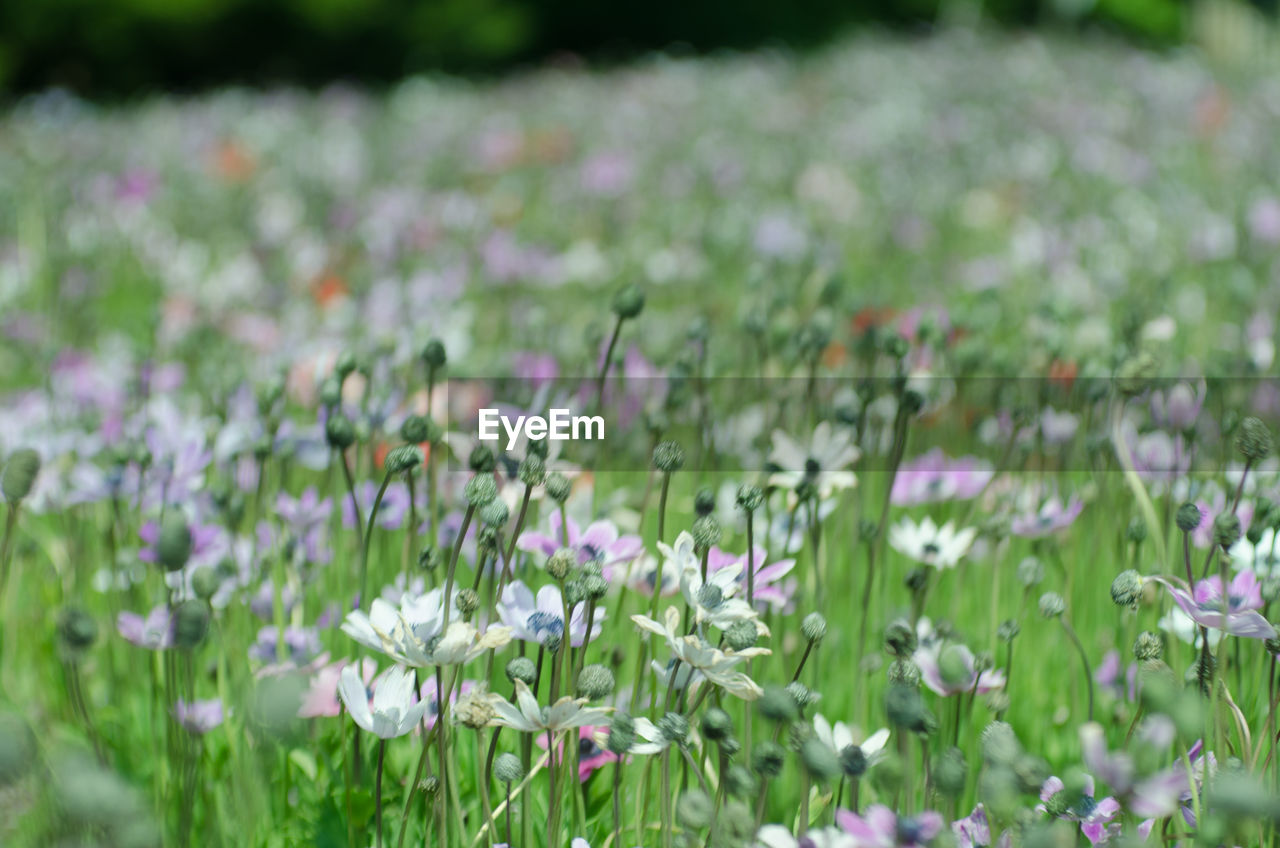 CLOSE-UP OF PURPLE FLOWERING PLANTS