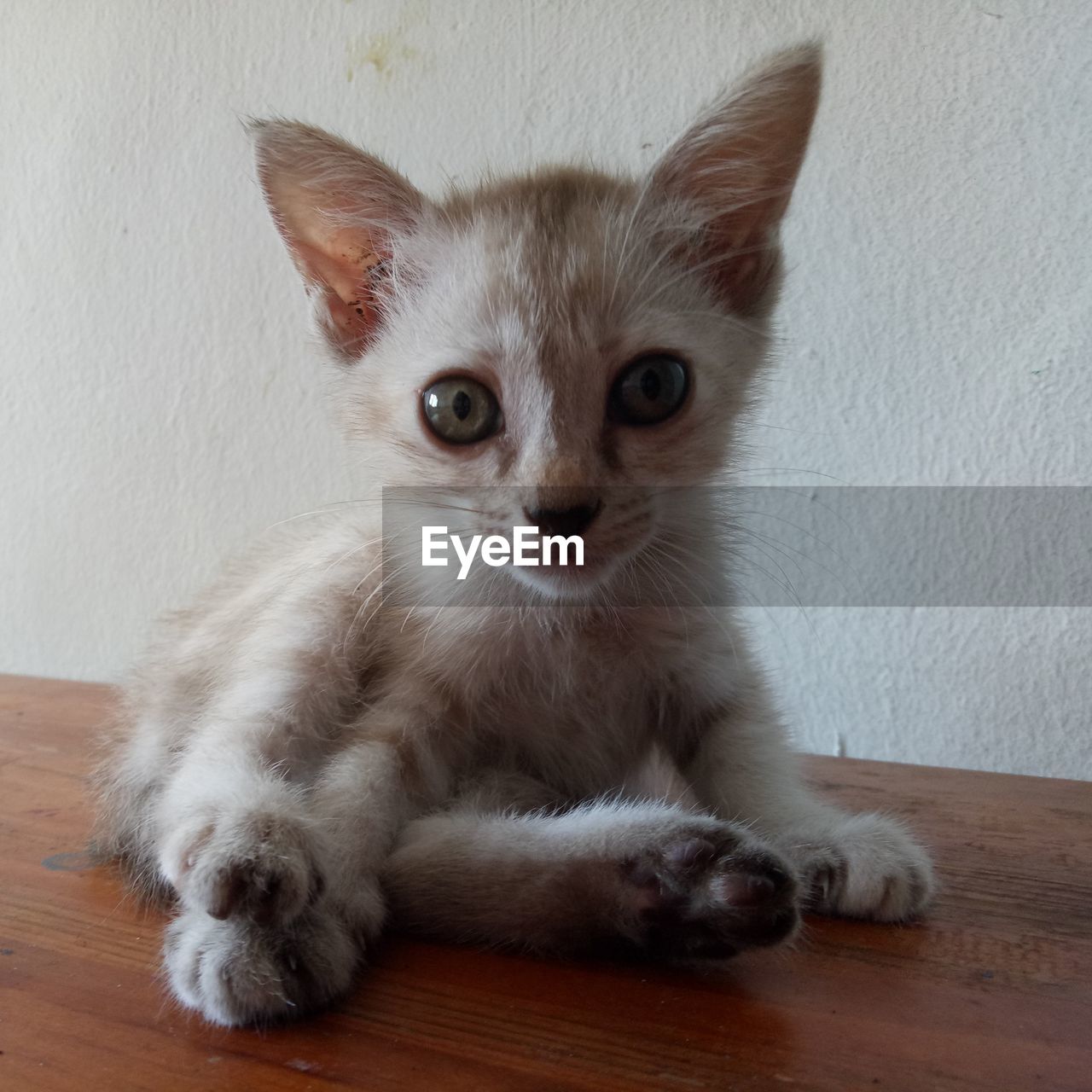 PORTRAIT OF CAT SITTING ON TABLE