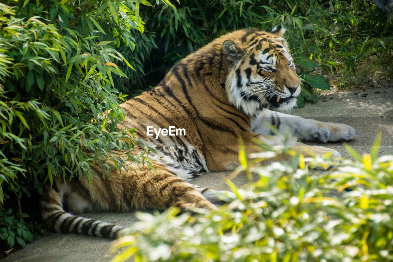 Tiger relaxing on field by plants