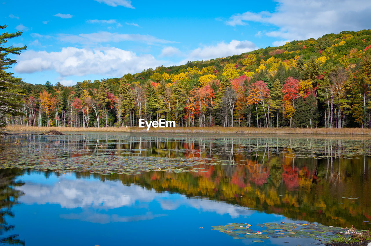 Scenic view of lake by trees against sky