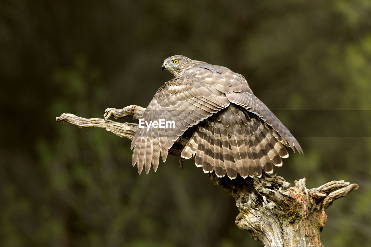 CLOSE-UP OF A BIRD