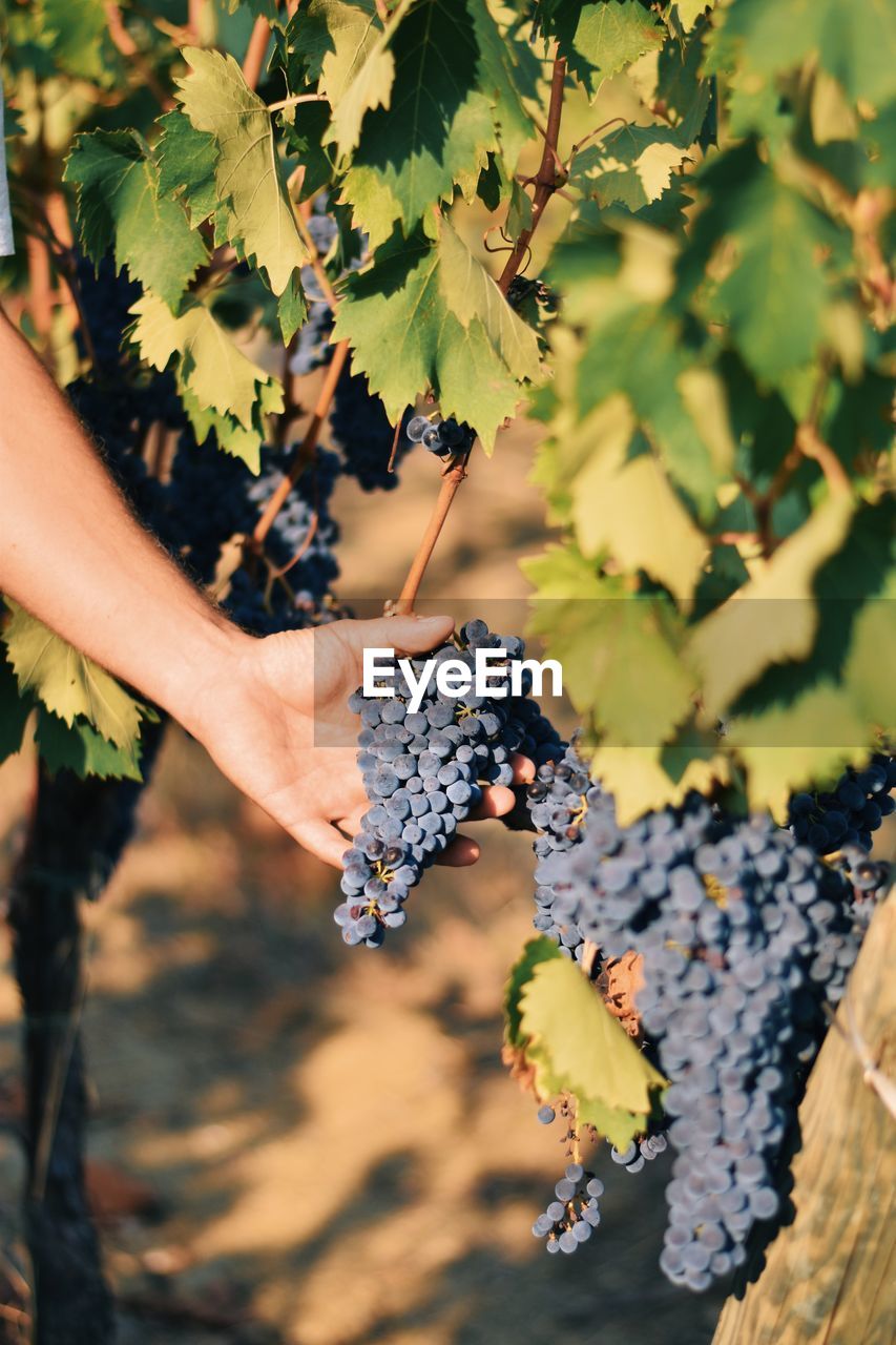 CROPPED IMAGE OF HAND HOLDING GRAPES