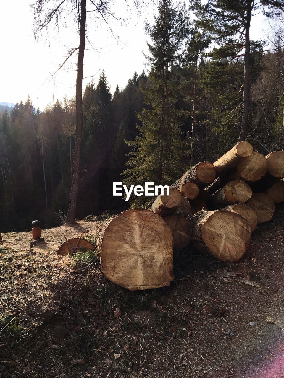 Stack of logs in forest