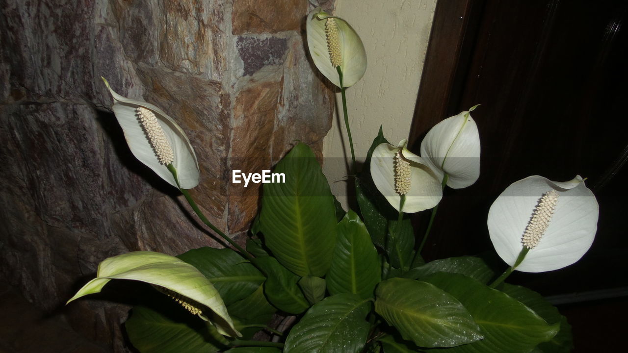 CLOSE-UP OF FLOWER PLANT