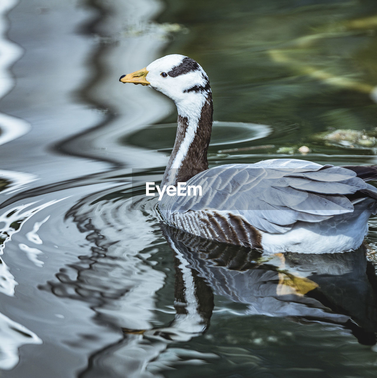 CLOSE-UP OF DUCK SWIMMING ON LAKE