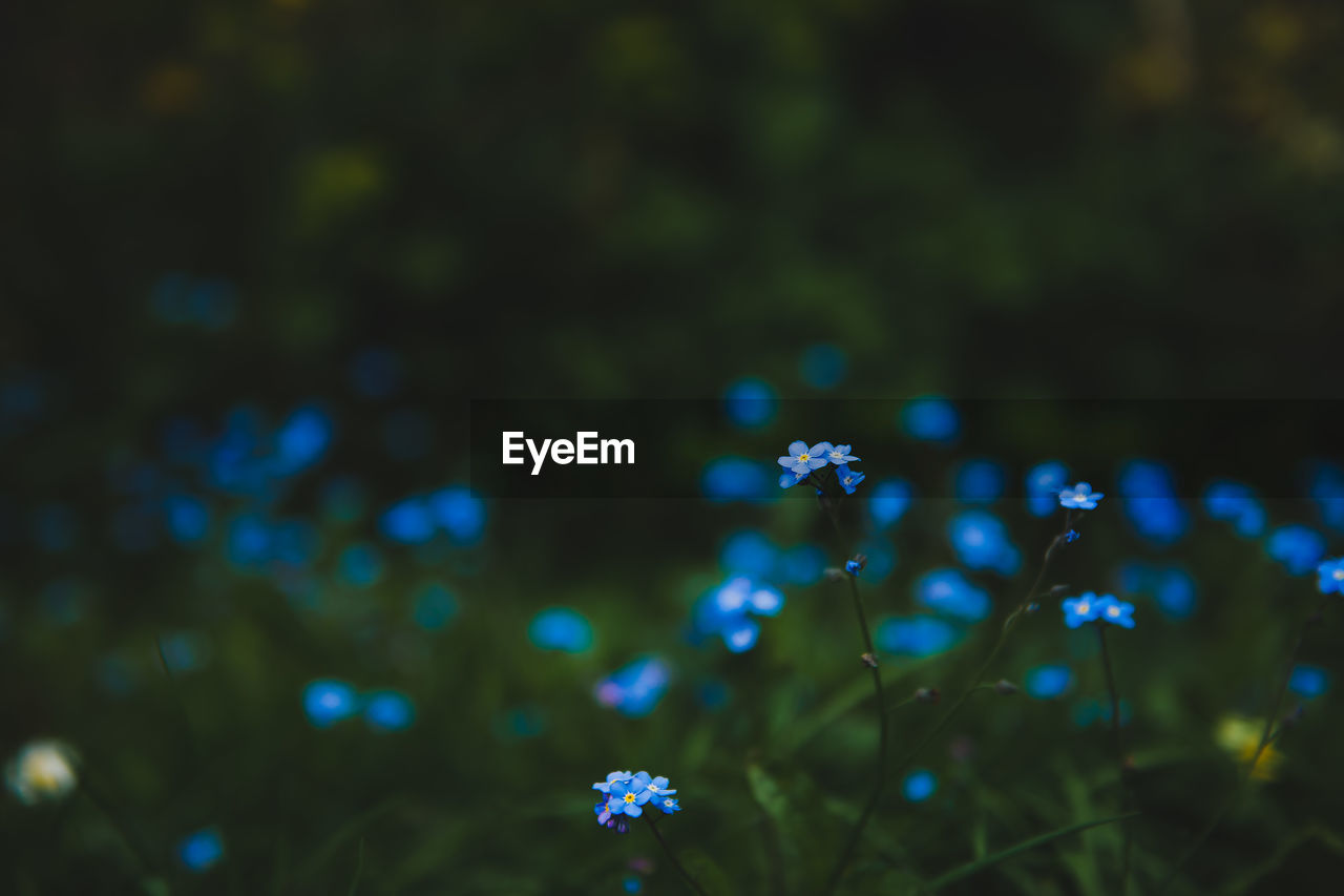 Close-up of flowers against blurred background