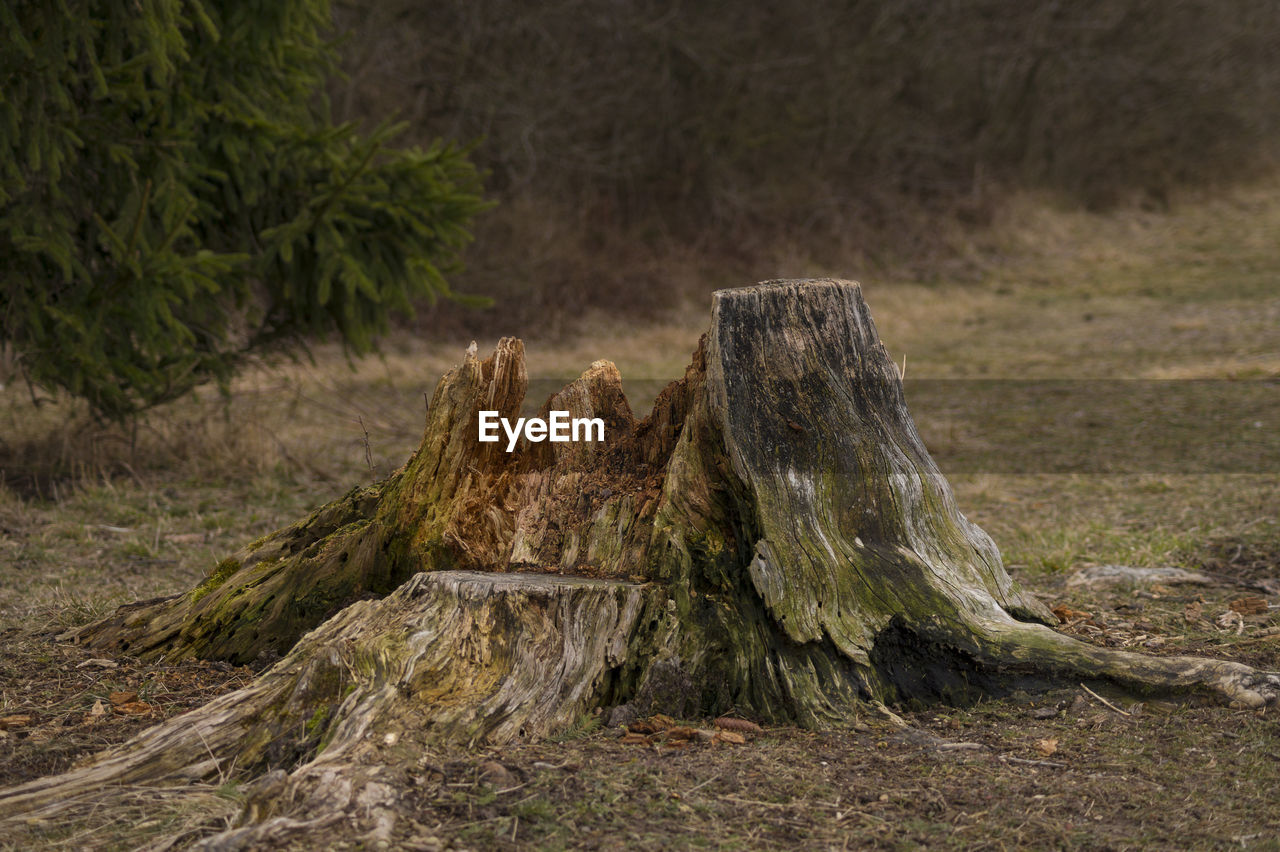 Close-up of tree stump on landscape