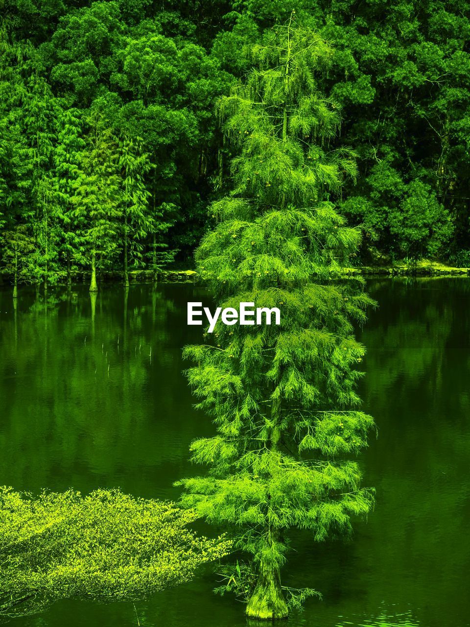 Scenic view of lake by trees