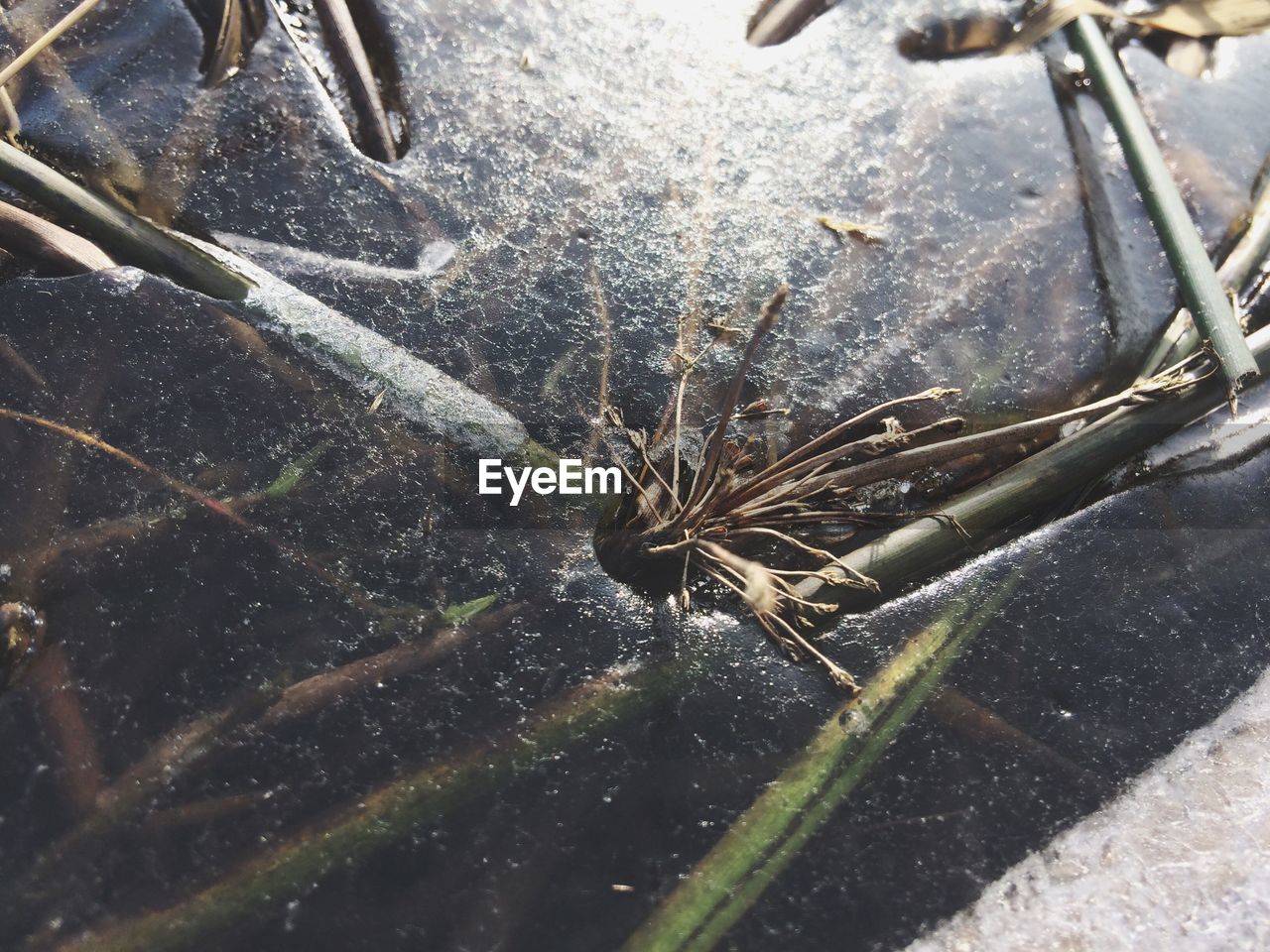 Close-up of frozen water