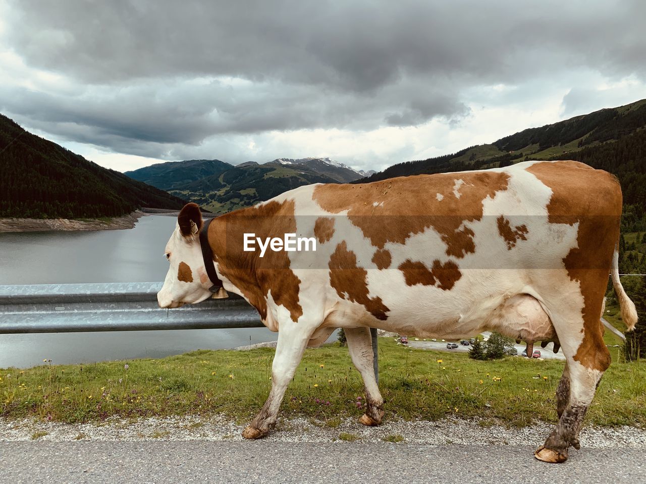 View of cow on mountain